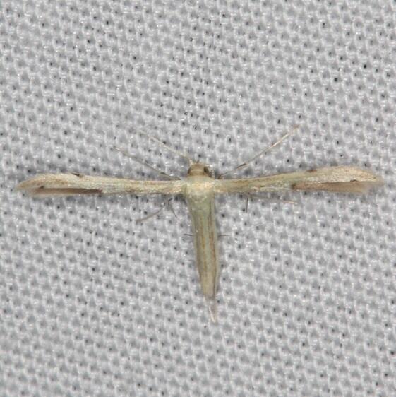 6233.97 Unidentified Hellinsia Moth BG Collier-Seminole St Pk Fl 3-5-21-7