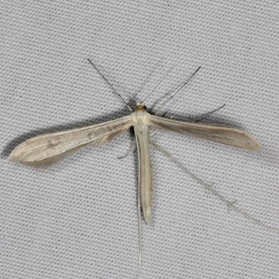 6233.97 Unidentified Hellinsia Moth Fool Hollow Lake St Pk Ariiz 5-23-17 (47)_opt
