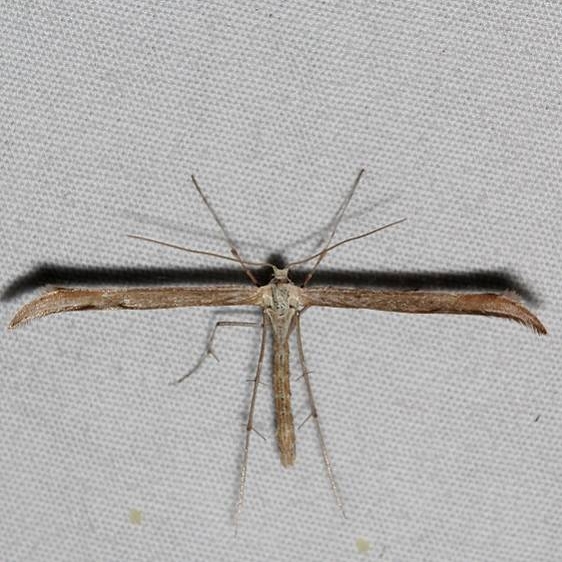 6233.97 Unidentified Hellinsia Moth Mesa Verde Colorado 6-11-17 (33)_opt