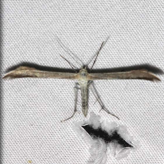 6234.99 Unidentified Pterophoridae Moth Mueller St Pk Colorado 6-19-17 (204)_opt