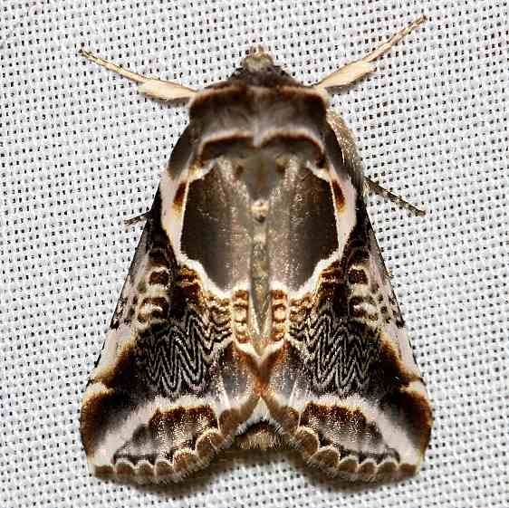 6235 Lettered Habrosyne Moth Thunder Lake UP Mich 6-26-12