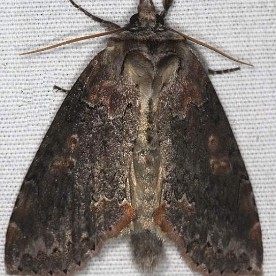 6237 Tufted Thyatirid Moth Thunder Lake UP Mich 6-28-18 (27)_opt