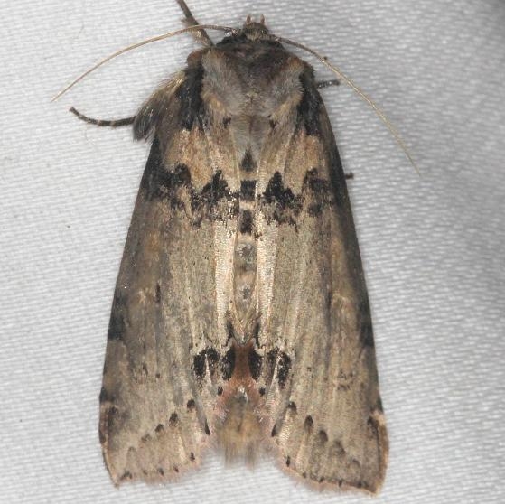 6237 Tufted Thyratirid Moth yard 7-30-13 (