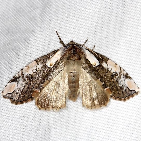6240 Dogwood Thyatirid Moth Carter Cave St Pk Ky 4-23-13