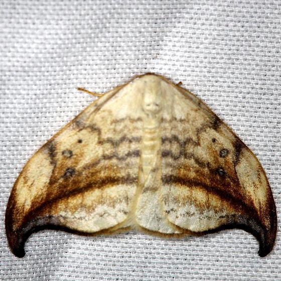 6251 Arched Hooktip Moth Carter Cave St Pk Ky 4-23-13