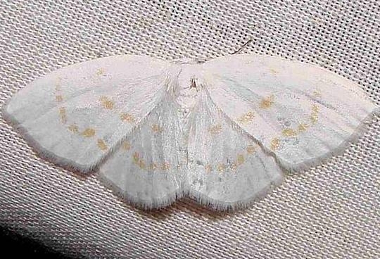 6254 Florida Eudeilinia Moth Juniper Springs Ocala Natl FL 3-13-12