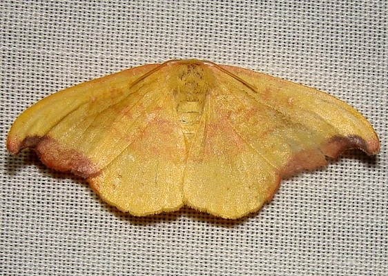 6255 Rose Hooktip Moth Jenny Wiley 4-26-12 (67a)