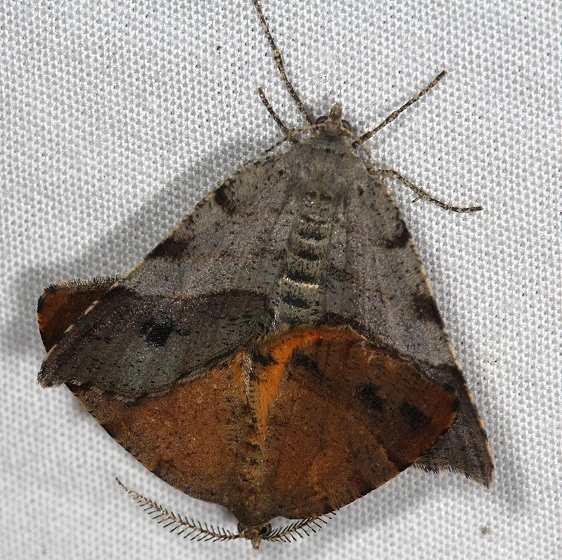 6322 Orangewing Moth male and female yard 6-15-14