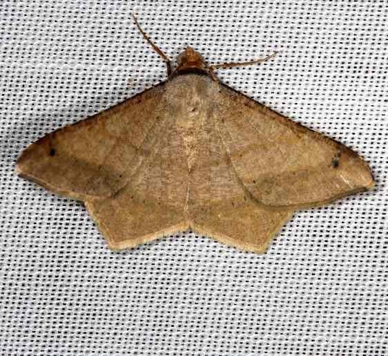 6332 Dot-lined Angle Moth NABA Gardens Mission, Texas 11-4-13