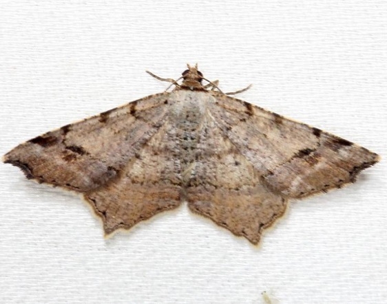 6335 Woody Angle Moth Alexander Springs Ocala Natl Foresta 3-18-13 (68)