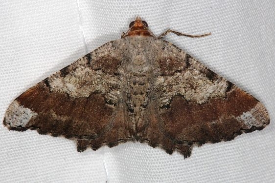 6336 Southern Chocolate Angle Moth Faver-Dykes St Pk Fl 2-22-15