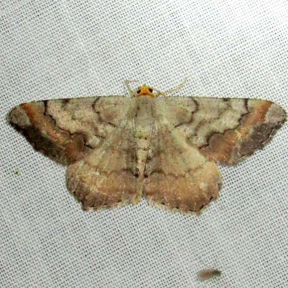 6336 Southern Chocolate Moth Ochlockonee River St Pk 3-29-13