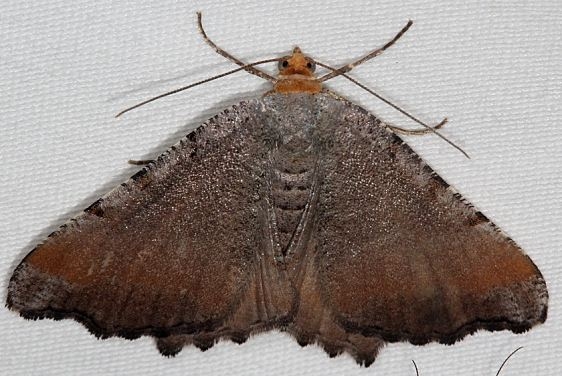 6339 Blurry Chocolate Angle Moth Thunder Lake Mich 6-23-18 (61)_opt