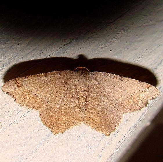 6341 Bicolored Angle Moth Gold Head Branch St Pk Fl 2-15-12