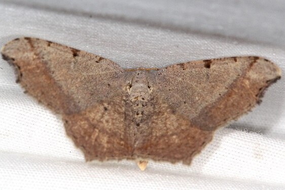 6341 Bicolored Angle Moth-Paynes Prairie St Pk Fl 2-23-22