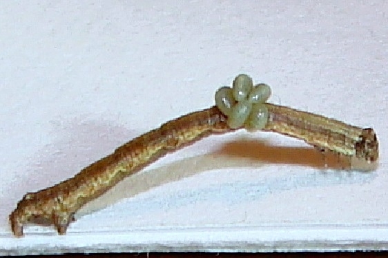 6347 White Pine Angle Caterpillar parasitized yard 9-8-10