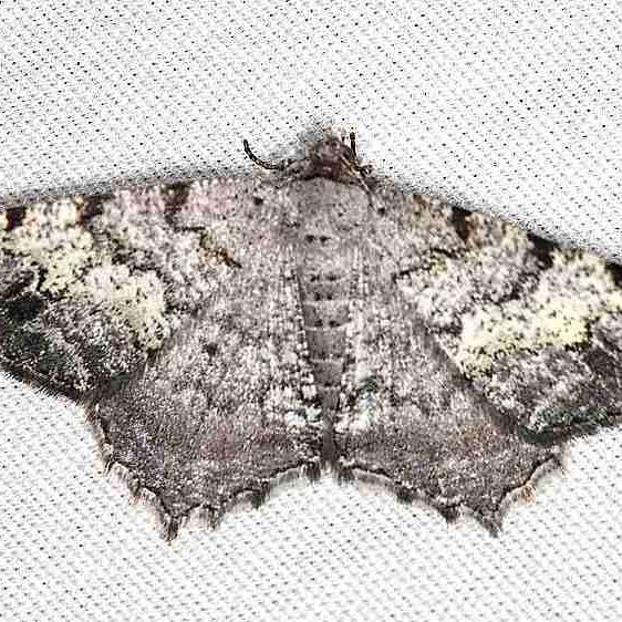 6352 Granite Moth Desoto State Park Alabama 9-8-18 (17)_opt