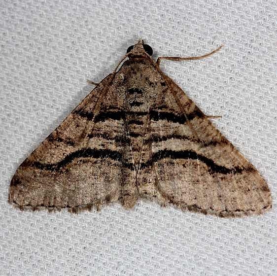 6362 Curve-lined Angle Moth Tosohatchee WMA Fl 2-11-14