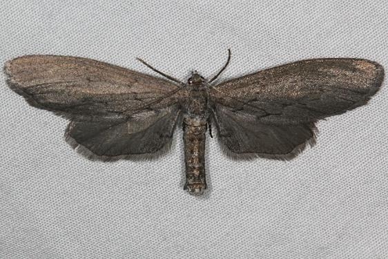6518.97 Unidentified Glaucina Moth Mesa Verde National Pk Colorado 6-9-17 (22)_opt