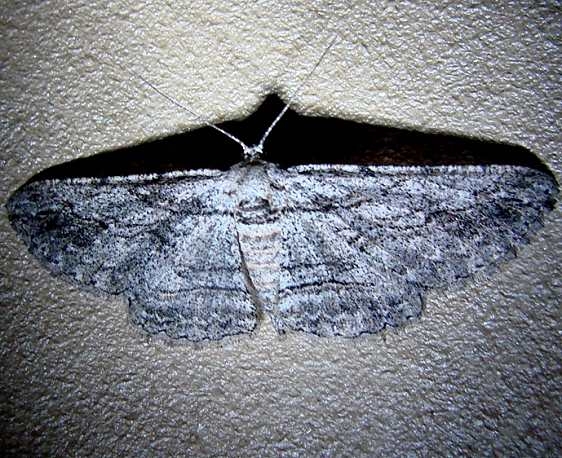 6577 Oblique Looper Moth Ventana Canyon Resort Tucson Az 9-9-12