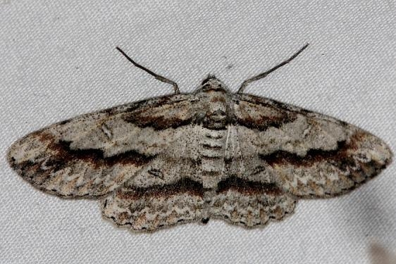 6580 Cypress Looper Moth Little Manetee River St Pk Fl 3-8-15