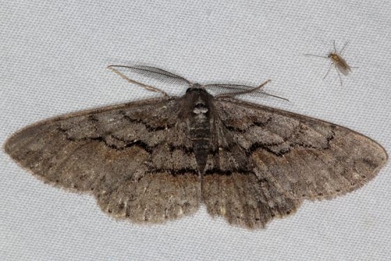 6582 Large Purplish Gray Moth Thunder Lake UP Mich 6-26-15