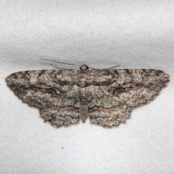 6586 Brown-shaded Gray Moth Alexander Springs Ocala Natl Forest 3-18-13