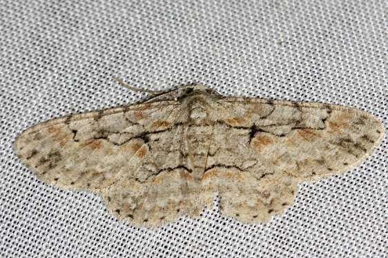6586 Brown-shaded Gray Moth yard 8-11-12_opt