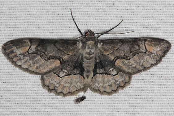 6588 Bent line Gray Moth Shawnee St Pk Oh 7-12-19
