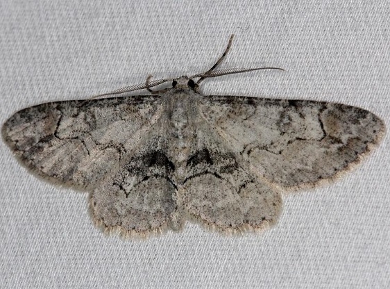 6588 Bent-line Gray Moth Thunder Lake Micha 6-21-13 (97)