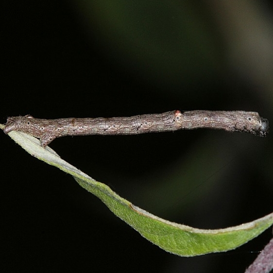 6590 Common Gray Moth caterpillar yard 9-16-14 (3)_opt
