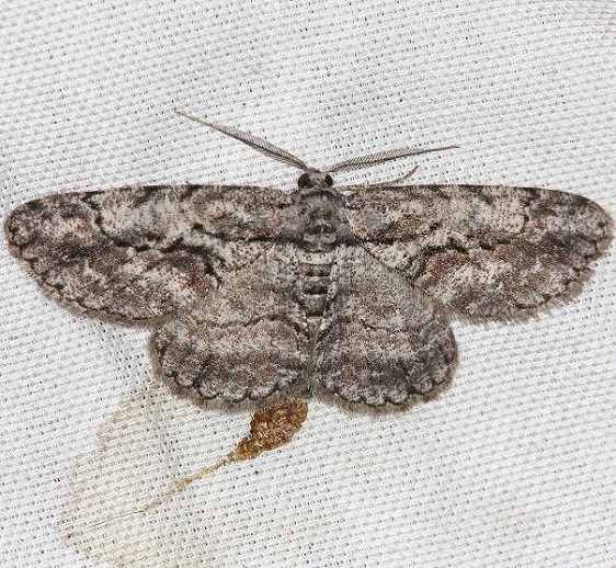 6590 Common Gray Moth yarda 5-14-13