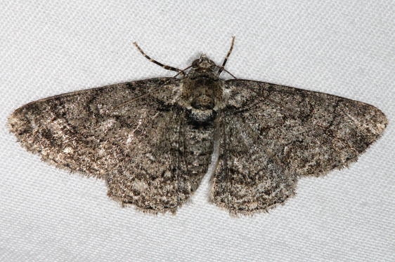 6594 Double-lined Gray Moth Yard 5-5-15 (1)_opt