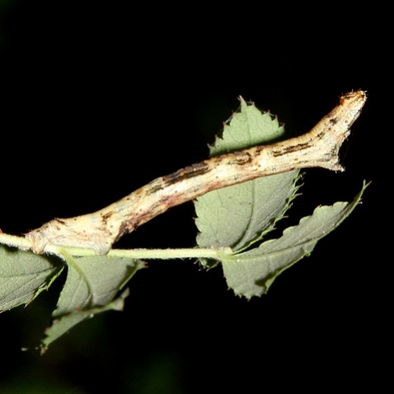 6597 Small Engrailed Moth Saddleback Looper Caterpillar Boch Hollow Nature preserve Oh 9-9-16 (2)_opt