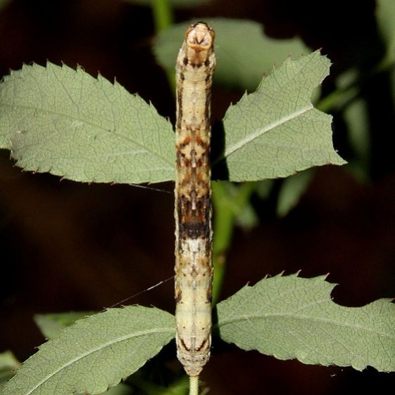 6597 Small Engrailed Moth Saddleback Looper Caterpillar Boch Hollow Nature preserve Oh 9-9-16 (4)_opt