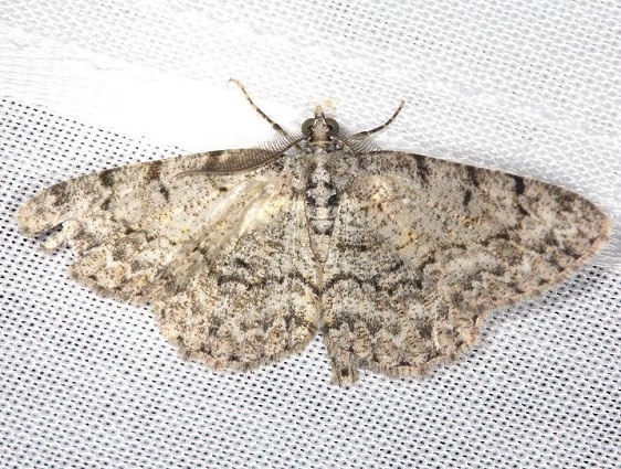 6598 Porcelain Gray Moth Battelle Darby Pk Ancient Traila 7-25-13 (25)