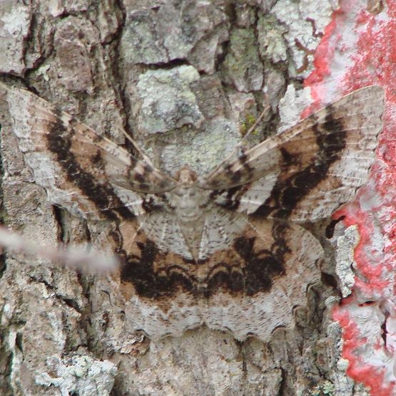 6599 Tulip Tree Beauty Moth Grasshopper Lake Ocala Natl 3-15-12