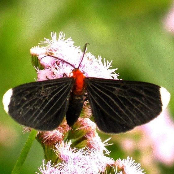 6616 White-tipped Black Moth Estero Llano Grande Weslaco, Texas 11-4-13