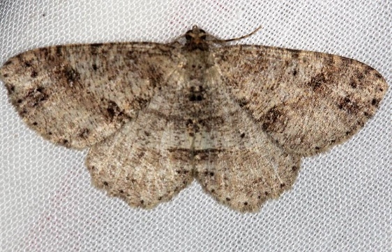 6620 Canadian Melanolophia Moth Carter Cave St Pk Kentucky 4-23-13 (129a)