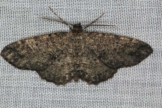 6620 Canadian Melanolophia Moth yard 8-2-16 (4)_opt