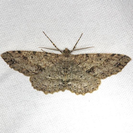 6621 Signate Melanolophia Moth Carter Cave St Pk Ky 4-23-13