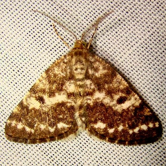6639 Sharp-lined Powder Moth Jenny Wiley Ky 4-26-12