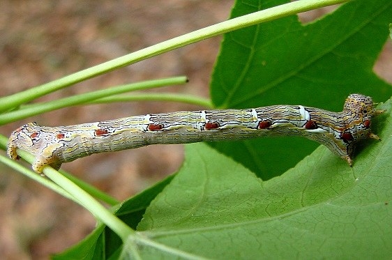 6652 Woolly Gray Caterpillar on Sweet Gum Paines Prairie St Pk 3-29-11