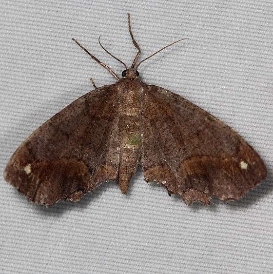 6655 Esther Moth Desoto State Park Alabama 9-9-18 (8)_opt