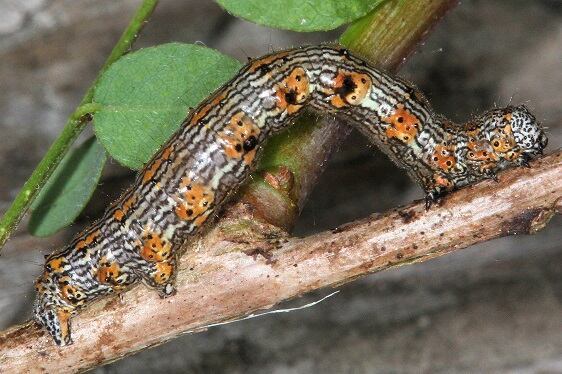6658 Phigalia titea Caterpillar-on-locust-type-leaf-Cypress-Glenn-Withalacoochee St Forest 3-23-213