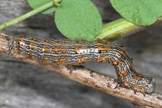 6658-Phigalia-titea-Caterpillar-on-locust-type-leaf-Cypress-Glenn-Withalacoochee-St-Forest-3-23-232