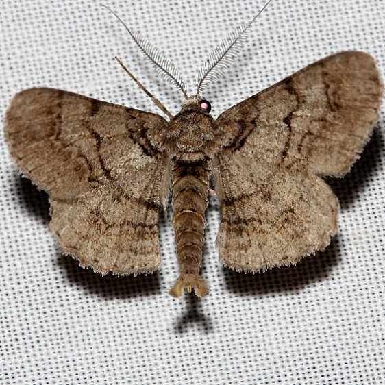 6660 Small Phigalia Moth Grasshopper Lake Ocala Natl Forest 3-21-13