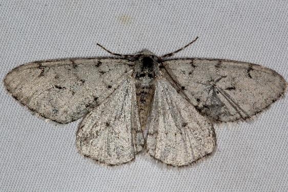 6661 Walnut Spanworm Moth Favre Dykes State Park Fl 2-20-17_opt