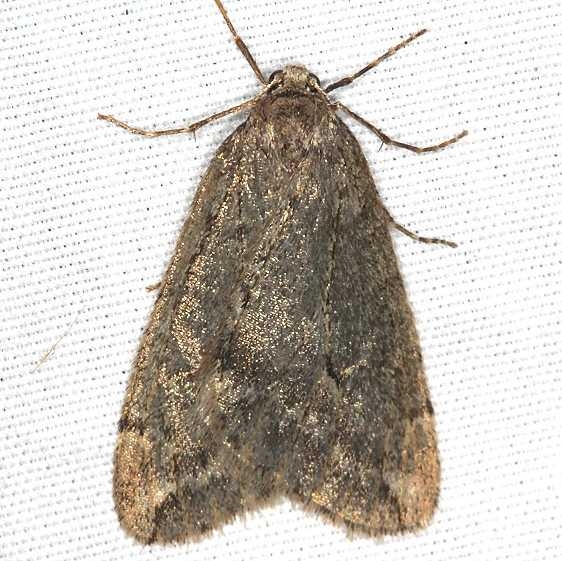 6662 Spring Cankerworm Moth yard 4-5-19