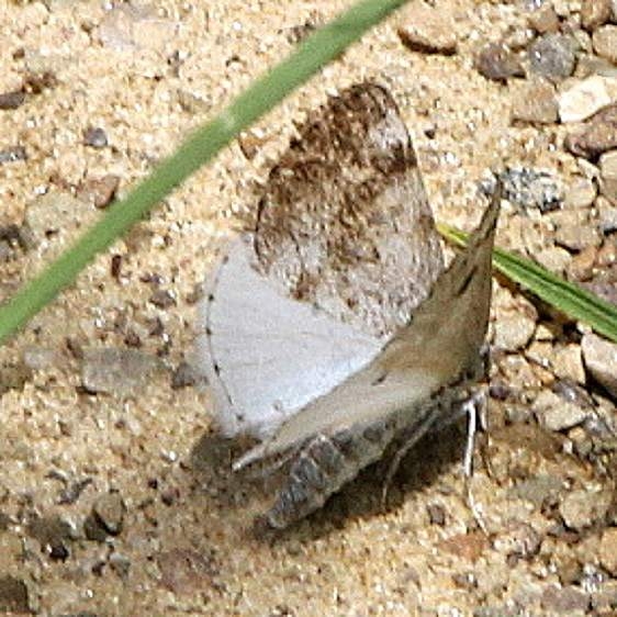6666 Blueish Spring Moth Buzzard Swamp Allegany Natl Forest Pa 6-8-18 (25)_opt